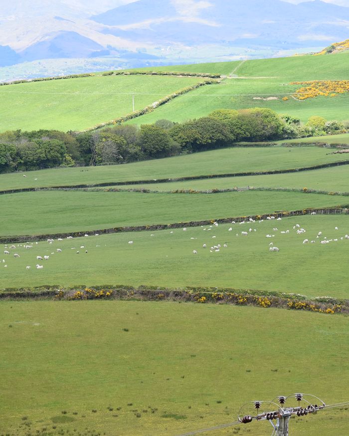 Green Furness farmland divided by drystone walls, Cumbria