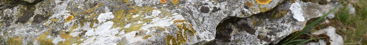 Close-up of weathered limestone wall stones covered in yellow and white lichen